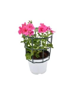 GERANIO EDERA - PINK Diametro Vaso 14 Cm