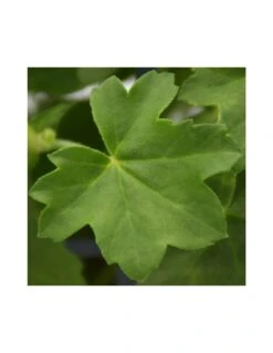 GERANIO PARIGINO - RED Diametro Vaso 14 Cm -Sementie Boutique geraneo parigino v 14 red 2