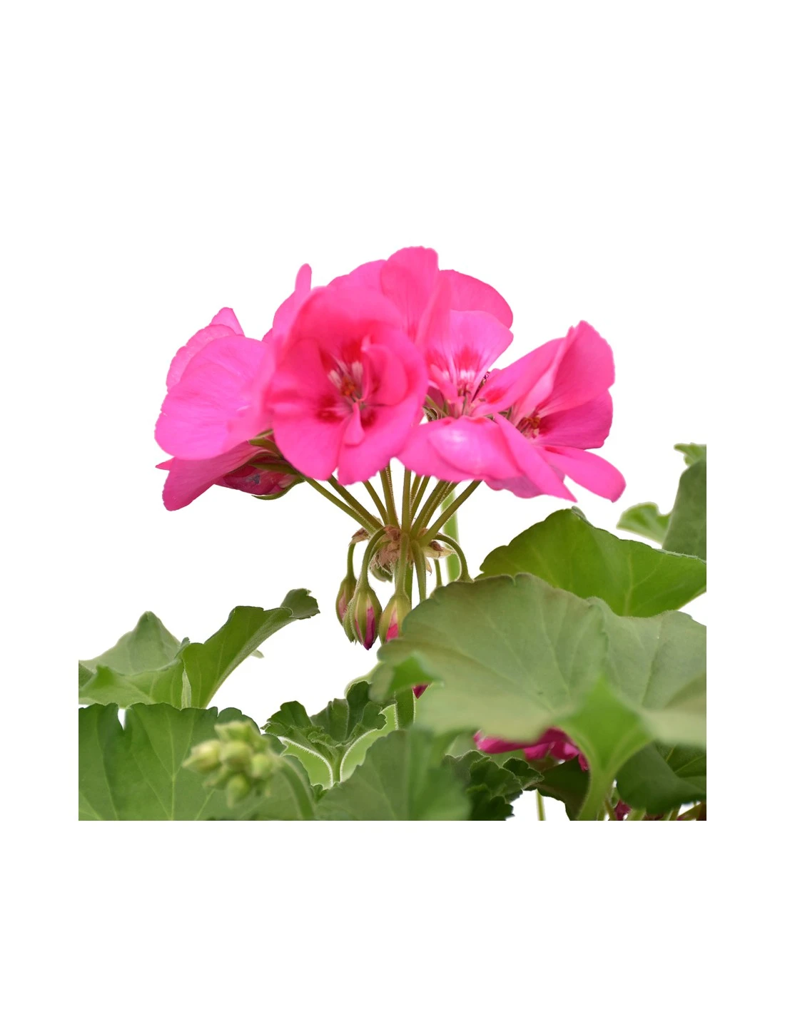 GERANIO ZONALE - LILAC Diametro Vaso 14 Cm 4 GERANIO ZONALE - LILAC Diametro Vaso 14 Cm - Image 2