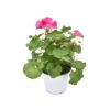 GERANIO ZONALE - LILAC Diametro Vaso 14 Cm -Sementie Boutique geraneo zonale lilla v 14