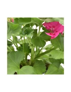 GERANIO ZONALE - LILAC Diametro Vaso 14 Cm 8 GERANIO ZONALE - LILAC Diametro Vaso 14 Cm -Sementie Boutique geraneo zonale lilla v 14 2