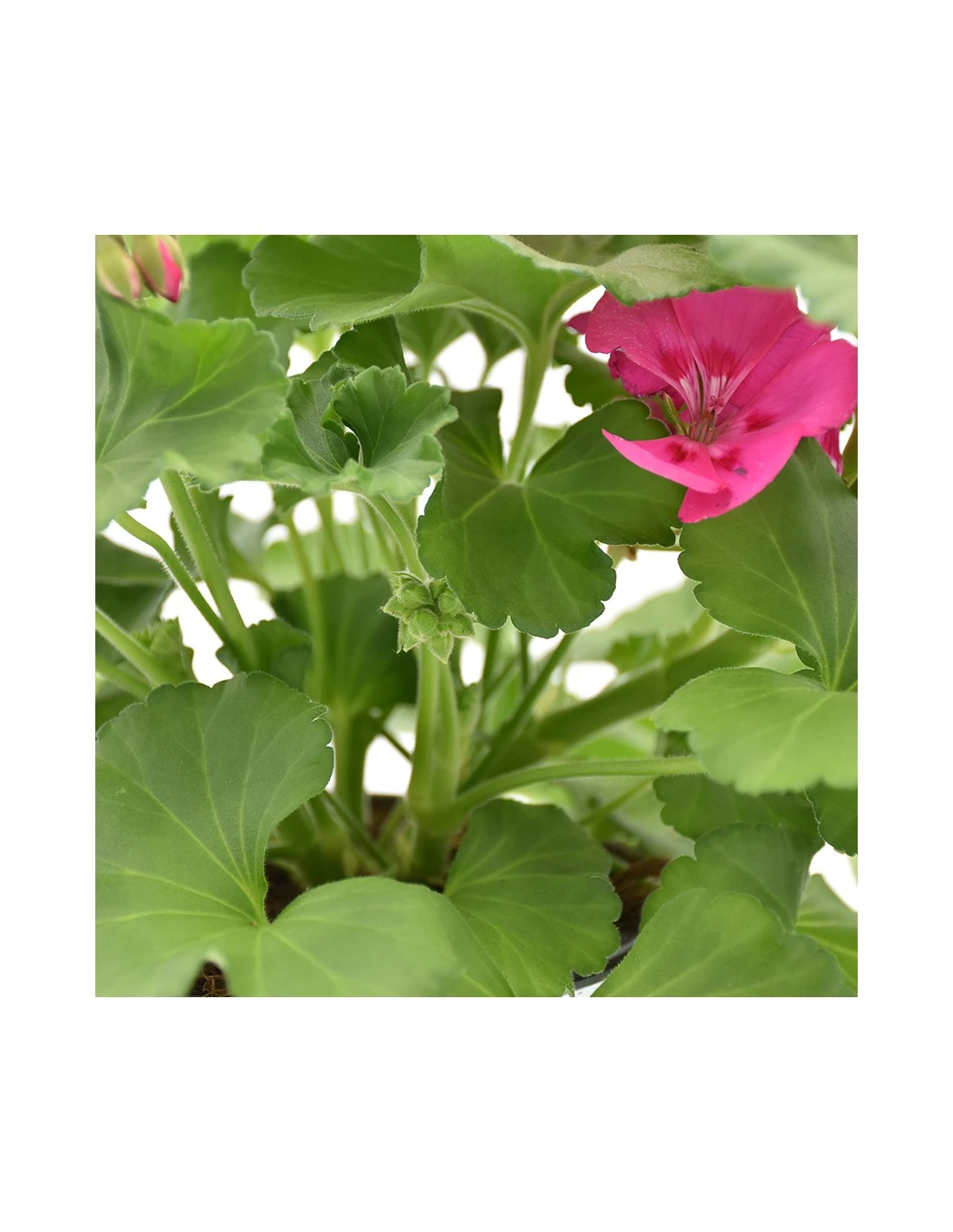 GERANIO ZONALE - LILAC Diametro Vaso 14 Cm 5 GERANIO ZONALE - LILAC Diametro Vaso 14 Cm - Image 3