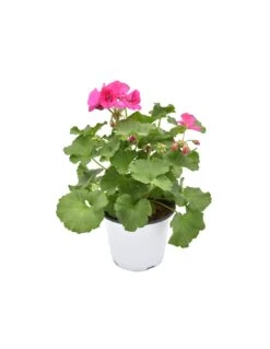 GERANIO ZONALE - LILAC Diametro Vaso 14 Cm