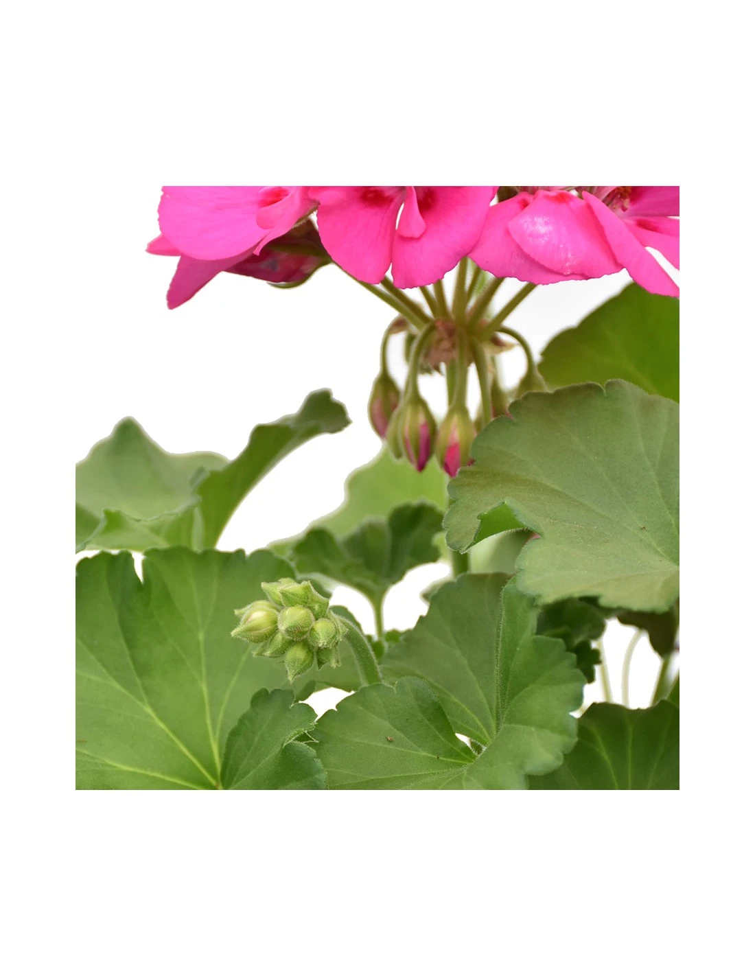 GERANIO ZONALE - LILAC Diametro Vaso 14 Cm 6 GERANIO ZONALE - LILAC Diametro Vaso 14 Cm - Image 4