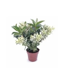 HEBE (veronica) "ANDERSONII" Dimensione Vaso 12 Cm