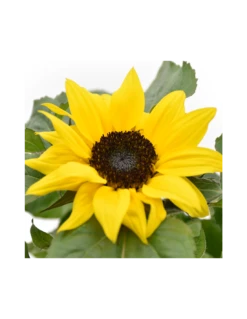 GIRASOLE "HELIANTHUS" Diametro Vaso 13 Cm