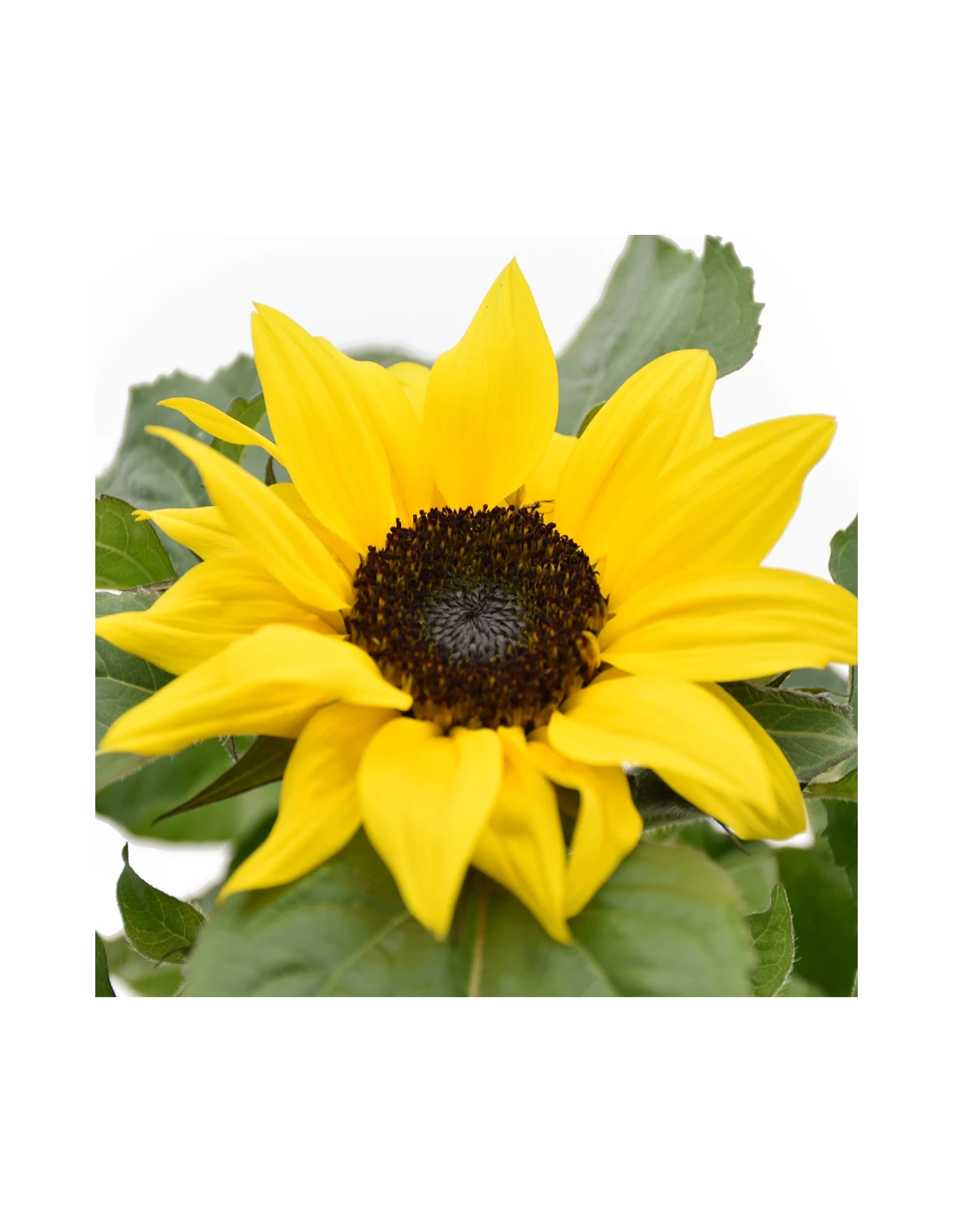 GIRASOLE "HELIANTHUS" Diametro Vaso 13 Cm 3 GIRASOLE "HELIANTHUS" Diametro Vaso 13 Cm