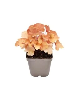 HEUCHERA HYBRID 'CARAMEL' Diametro Vaso 11 Cm