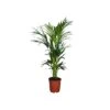KENTIA "HOWEA" FORSTERIANA Diametro Vaso 24 Cm -Sementie Boutique howea forsteriana v 24