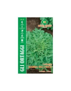 LATTUGA BARBA DEI FRATI MAXI