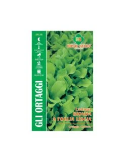 LATTUGA BIONDA A FOGLIA LISCIA MAXI