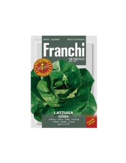 LATTUGA GIADA