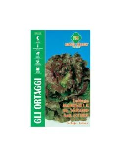 LATTUGA MARAVILLA DE VERANO CANASTA S.EX