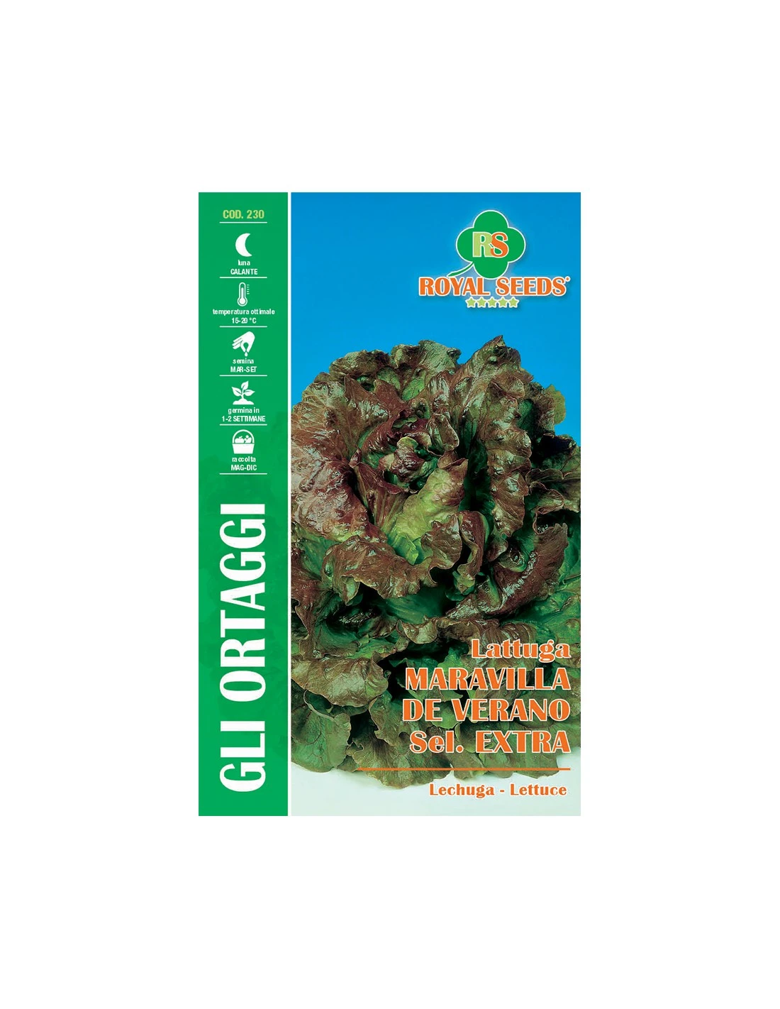 LATTUGA MARAVILLA DE VERANO CANASTA S.EX 3 LATTUGA MARAVILLA DE VERANO CANASTA S.EX