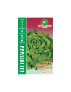 LATTUGA MERAVIGLIA D'INVERNO MAXI