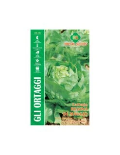 LATTUGA REGINA DI MAGGIO MAXI