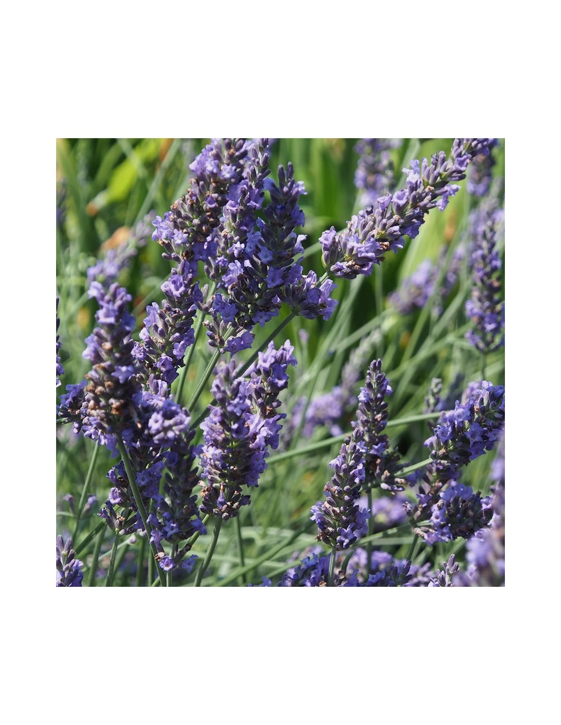 LAVANDA Diametro Vaso 19 Cm 3 LAVANDA Diametro Vaso 19 Cm