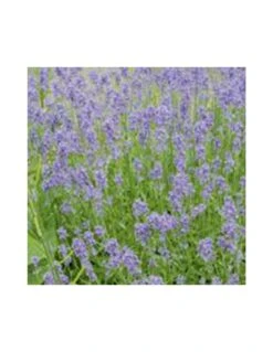 LAVANDA "HIDECOTE" Diametro Vaso 14 Cm