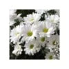 LEUCANTHEMUM MAXIMUM "SNOW LADY" F1 VASO Diametro Vaso 12 Cm 2 LEUCANTHEMUM MAXIMUM "SNOW LADY" F1 VASO Diametro Vaso 12 Cm -Sementie Boutique leucanthemum maximum snow lady f1 vaso diametro vaso 12 cm
