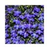 LOBELIA Diametro Vaso 14 Cm 1 LOBELIA Diametro Vaso 14 Cm -Sementie Boutique lobelia v14