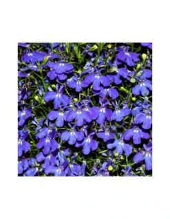 LOBELIA Diametro Vaso 14 Cm