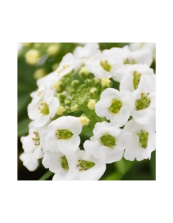 LOBULARIA Diametro Vaso 14 Cm 7 LOBULARIA Diametro Vaso 14 Cm -Sementie Boutique lobularia v 14 1