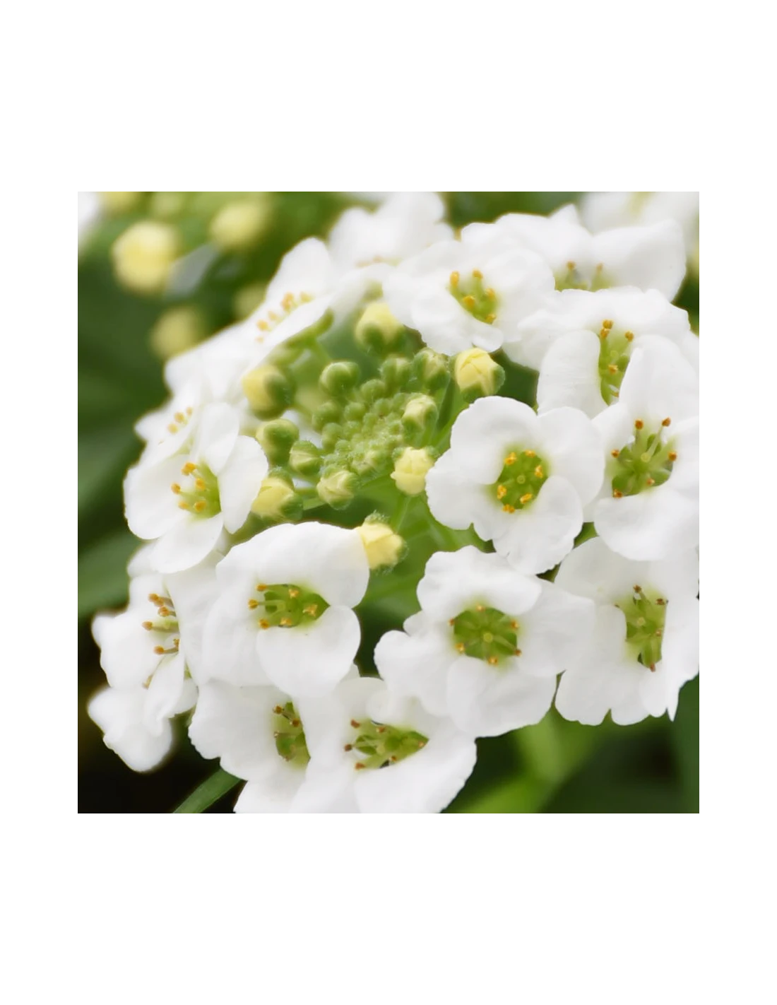 LOBULARIA Diametro Vaso 14 Cm 5 LOBULARIA Diametro Vaso 14 Cm - Image 3