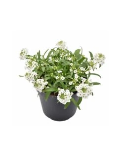 LOBULARIA Diametro Vaso 14 Cm