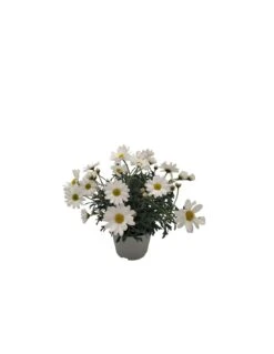 MARGHERITA Diametro Vaso 10 Cm