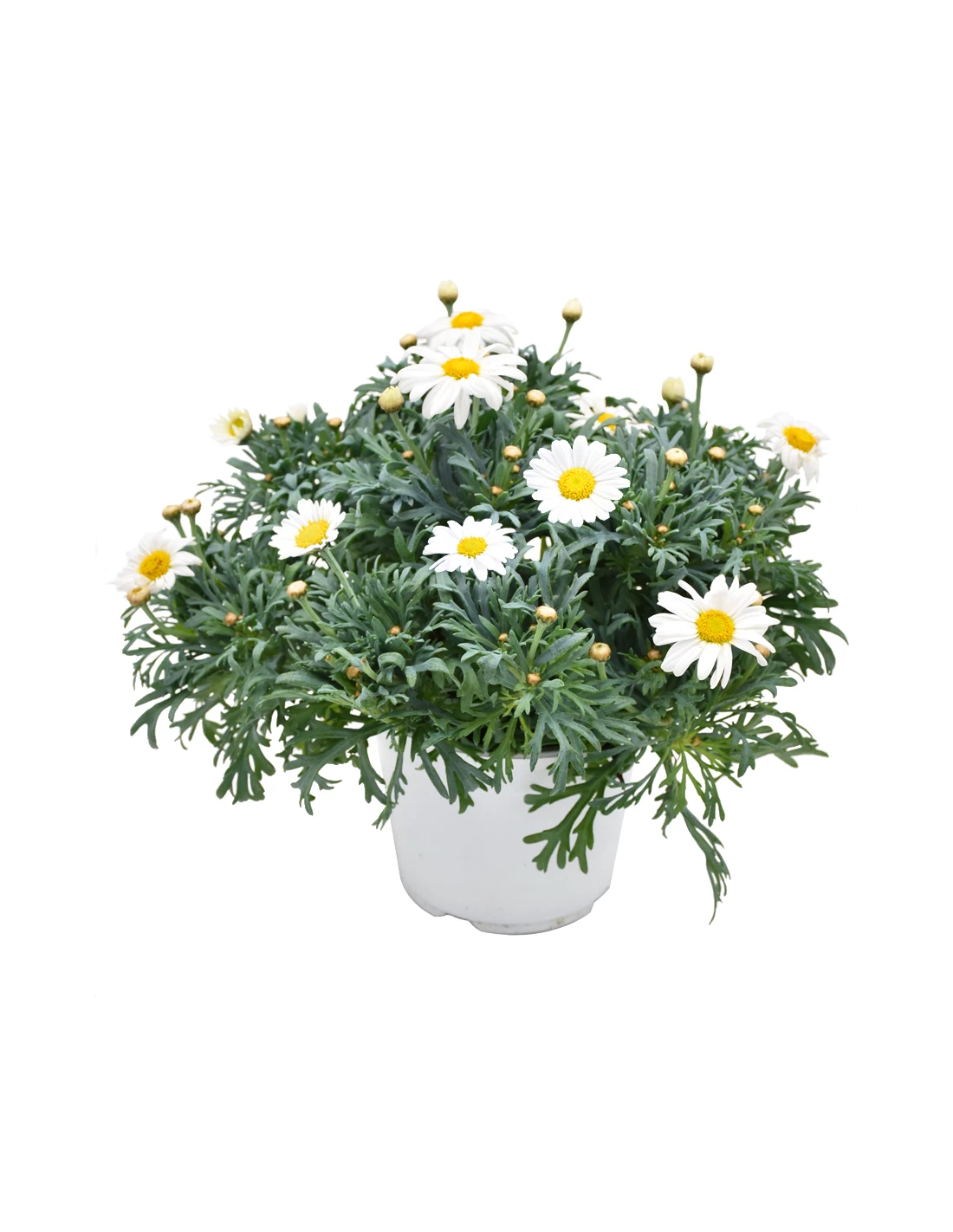 MARGHERITA - BIANCA Diametro Vaso 14 Cm 4 MARGHERITA - BIANCA Diametro Vaso 14 Cm - Image 2