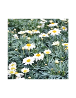 MARGHERITA - BIANCA Diametro Vaso 14 Cm 7 MARGHERITA - BIANCA Diametro Vaso 14 Cm -Sementie Boutique margherita v 14 2