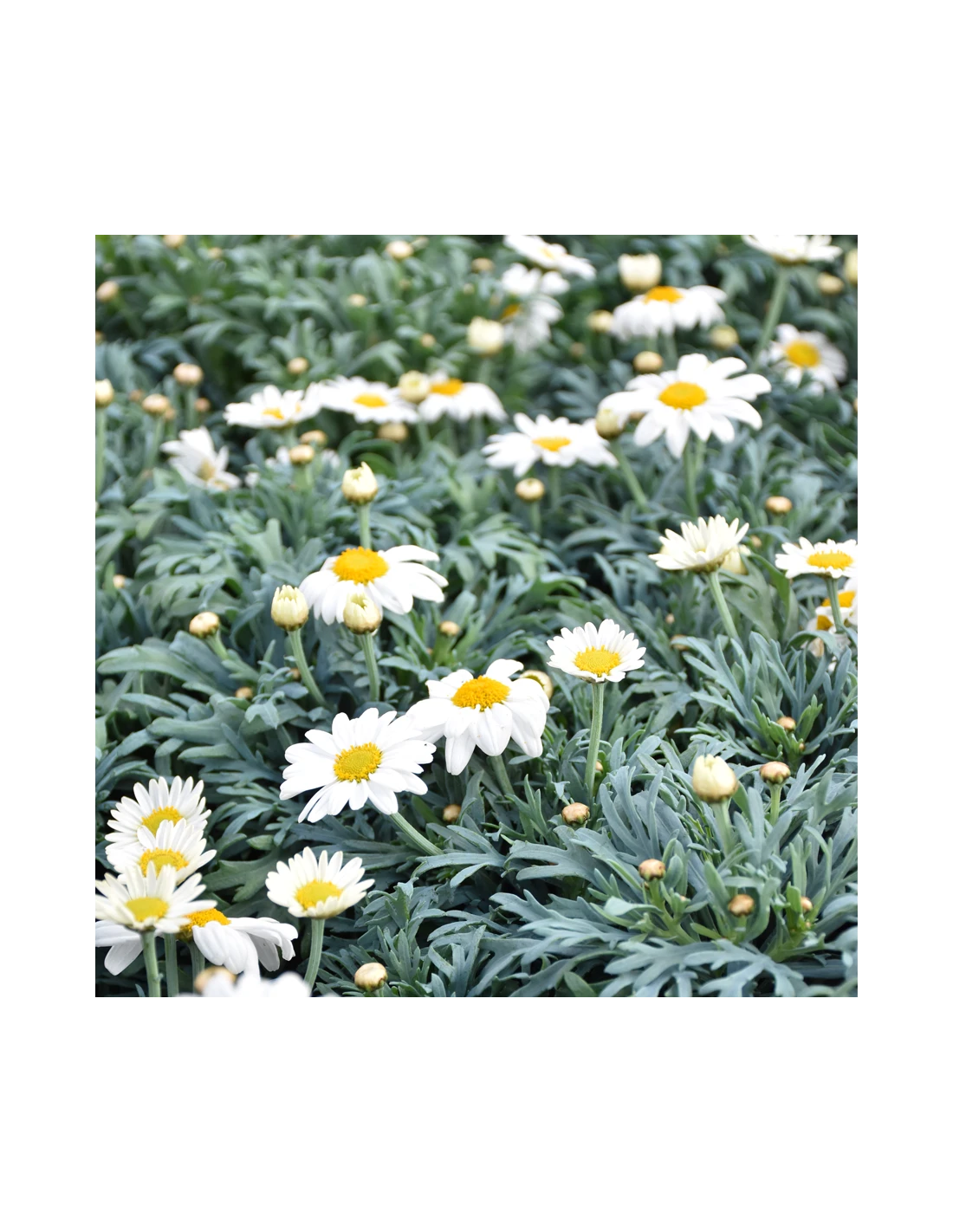 MARGHERITA - BIANCA Diametro Vaso 14 Cm 5 MARGHERITA - BIANCA Diametro Vaso 14 Cm - Image 3