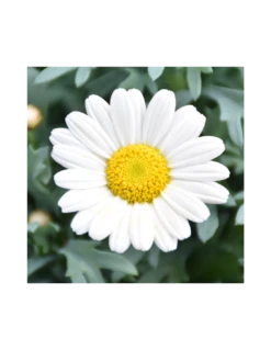 MARGHERITA - BIANCA Diametro Vaso 14 Cm