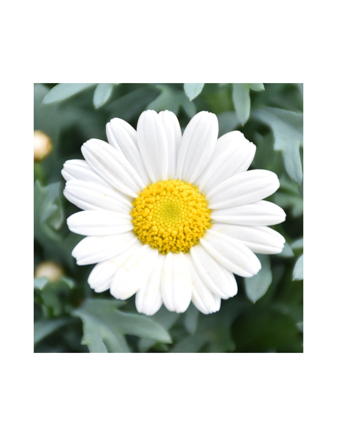 MARGHERITA - BIANCA Diametro Vaso 14 Cm 3 MARGHERITA - BIANCA Diametro Vaso 14 Cm