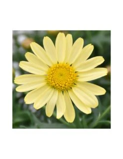 MARGHERITA - GIALLA Diametro Vaso 14 Cm