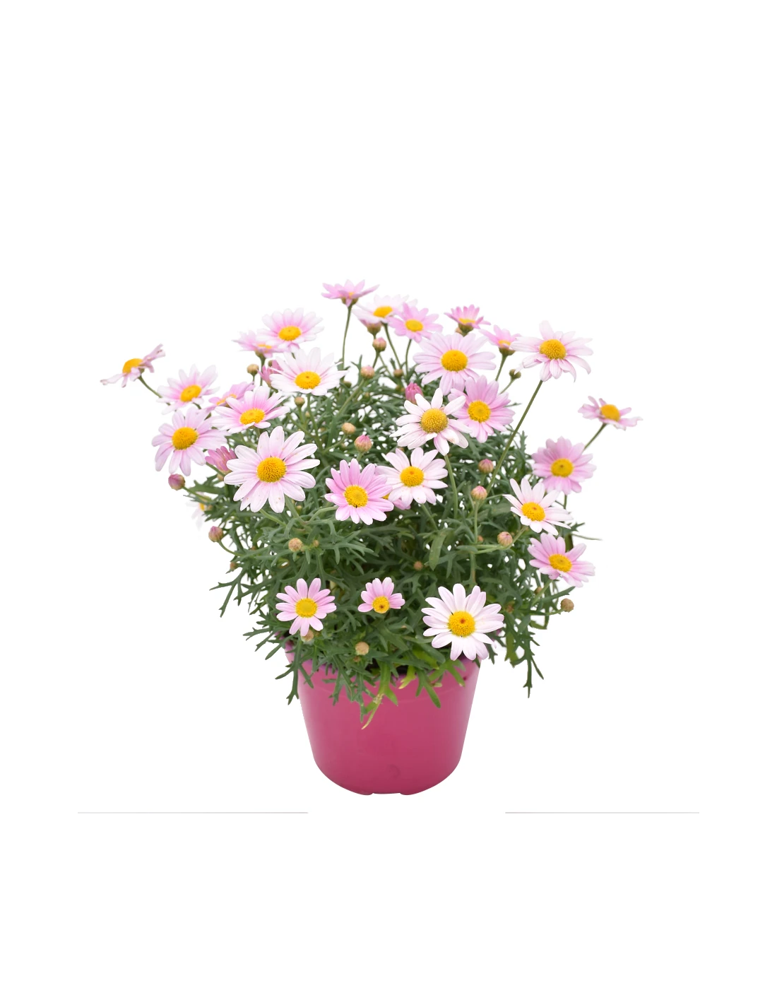 MARGHERITA - PINK Diametro Vaso 14 Cm 4 MARGHERITA - PINK Diametro Vaso 14 Cm - Image 2