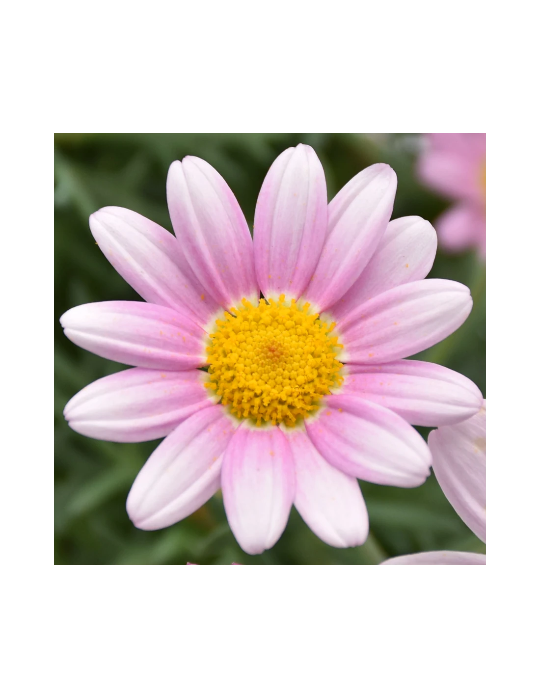 MARGHERITA - PINK Diametro Vaso 14 Cm 3 MARGHERITA - PINK Diametro Vaso 14 Cm