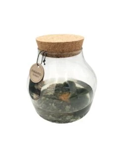 MARIMO Diametro 15 Cm Altezza 15 Cm