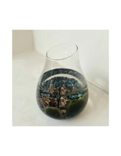 MARIMO Diametro 16 Cm Altezza 20 Cm -Sementie Boutique marimo diametro 16 cm altezza 20 cm 2