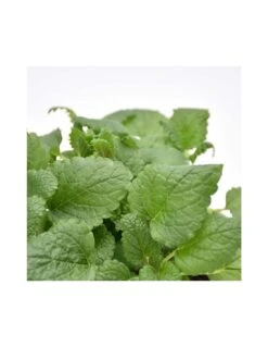 MELISSA Diametro Vaso 14 Cm 9 MELISSA Diametro Vaso 14 Cm -Sementie Boutique melissa diametro vaso 14 cm 1