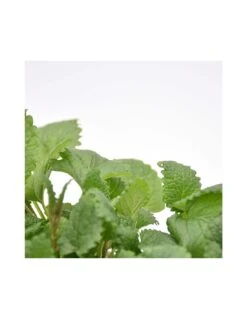 MELISSA Diametro Vaso 14 Cm 10 MELISSA Diametro Vaso 14 Cm -Sementie Boutique melissa diametro vaso 14 cm 2