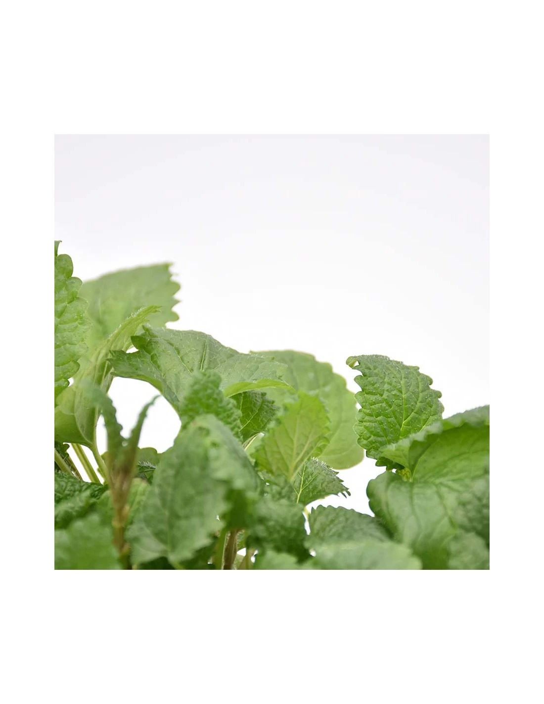 MELISSA Diametro Vaso 14 Cm 5 MELISSA Diametro Vaso 14 Cm - Image 3