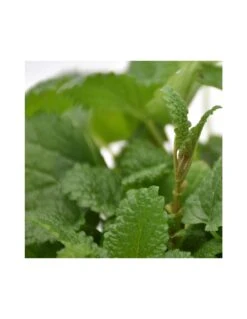 MELISSA Diametro Vaso 14 Cm 11 MELISSA Diametro Vaso 14 Cm -Sementie Boutique melissa diametro vaso 14 cm 3