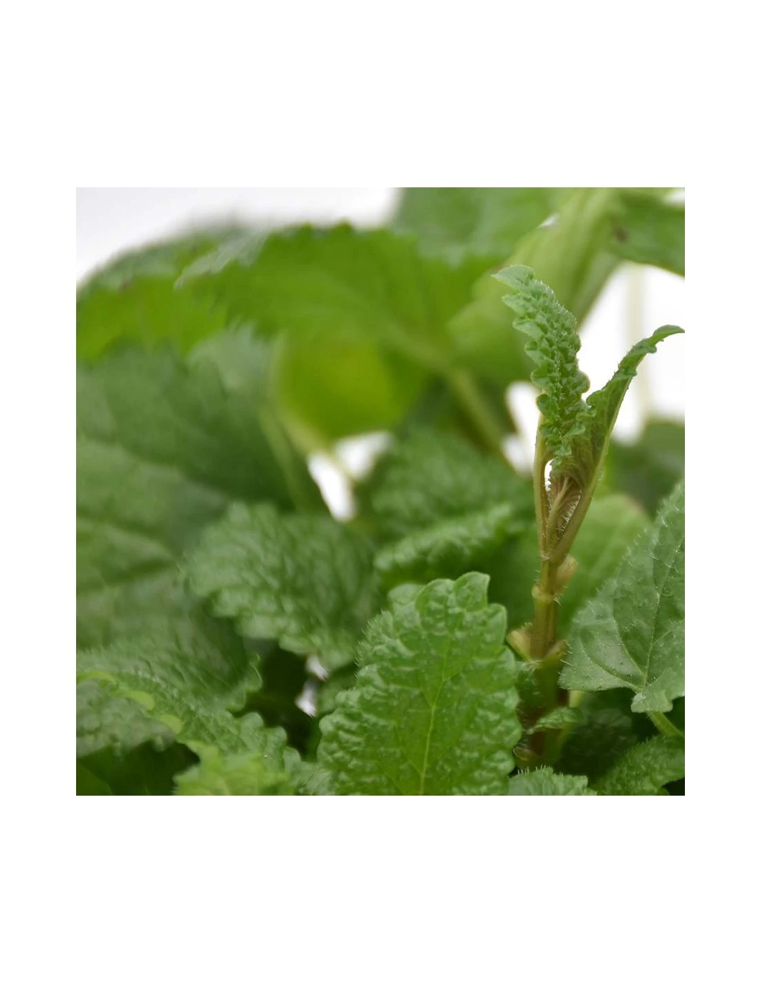 MELISSA Diametro Vaso 14 Cm 6 MELISSA Diametro Vaso 14 Cm - Image 4