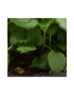 MELISSA Diametro Vaso 14 Cm 12 MELISSA Diametro Vaso 14 Cm -Sementie Boutique melissa diametro vaso 14 cm 4