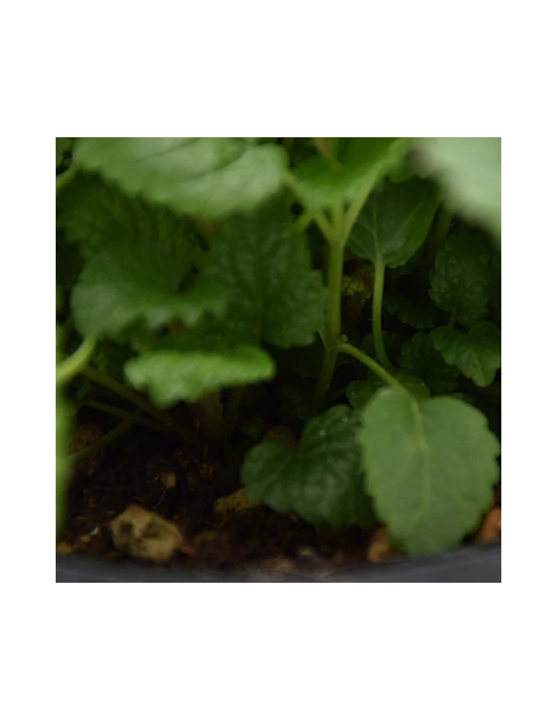 MELISSA Diametro Vaso 14 Cm 7 MELISSA Diametro Vaso 14 Cm - Image 5