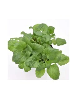 MELISSA Diametro Vaso 14 Cm 13 MELISSA Diametro Vaso 14 Cm -Sementie Boutique melissa diametro vaso 14 cm 5