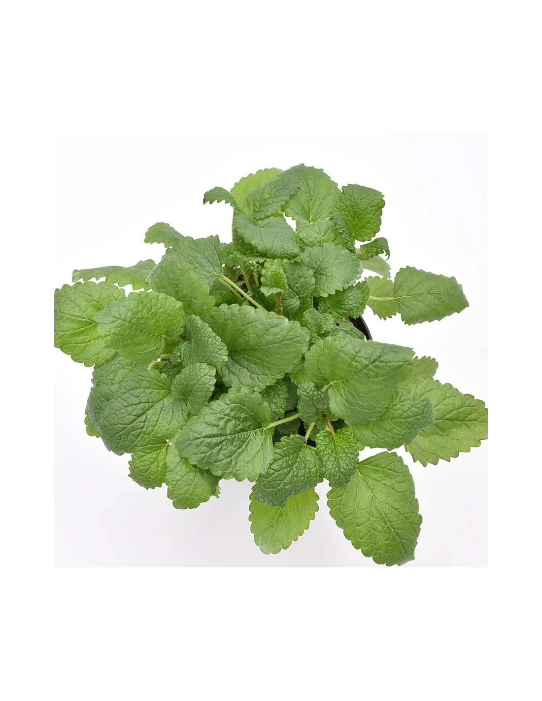 MELISSA Diametro Vaso 14 Cm 8 MELISSA Diametro Vaso 14 Cm - Image 6