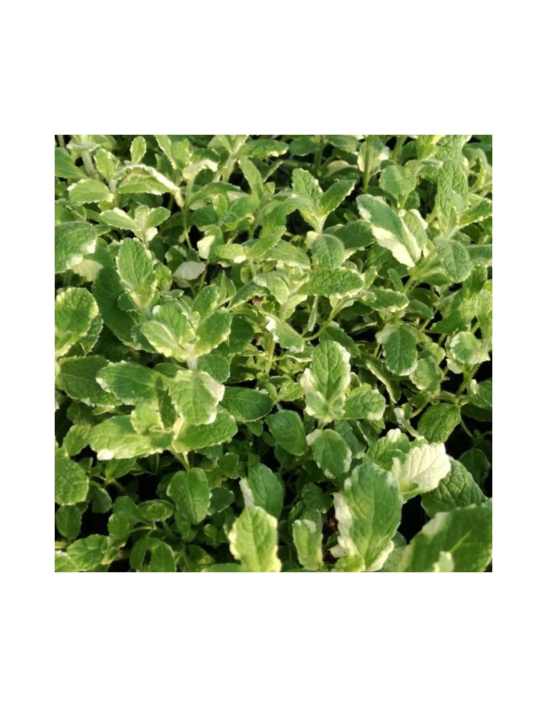 MENTA ANANAS Diametro Vaso 14 Cm 3 MENTA ANANAS Diametro Vaso 14 Cm