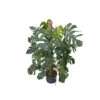 MONSTERA DELICIOSA ON MOSS-POLE 120, Diametro Vaso 25/19 Cm 2 MONSTERA DELICIOSA ON MOSS-POLE 120, Diametro Vaso 25/19 Cm -Sementie Boutique monstera deliciosa on moss pole 120 diametro vaso 2519 cm